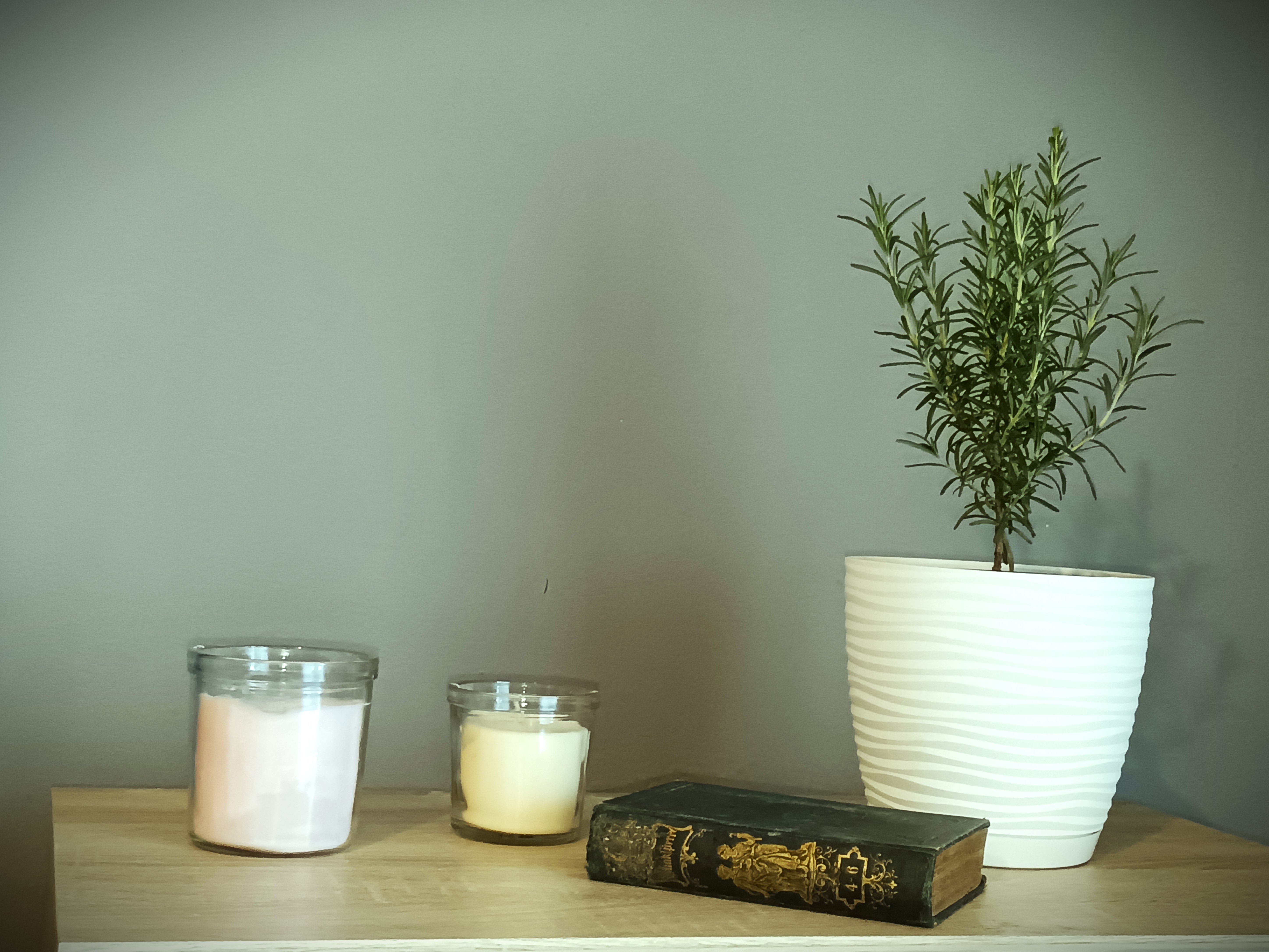 Aromatické rastliny