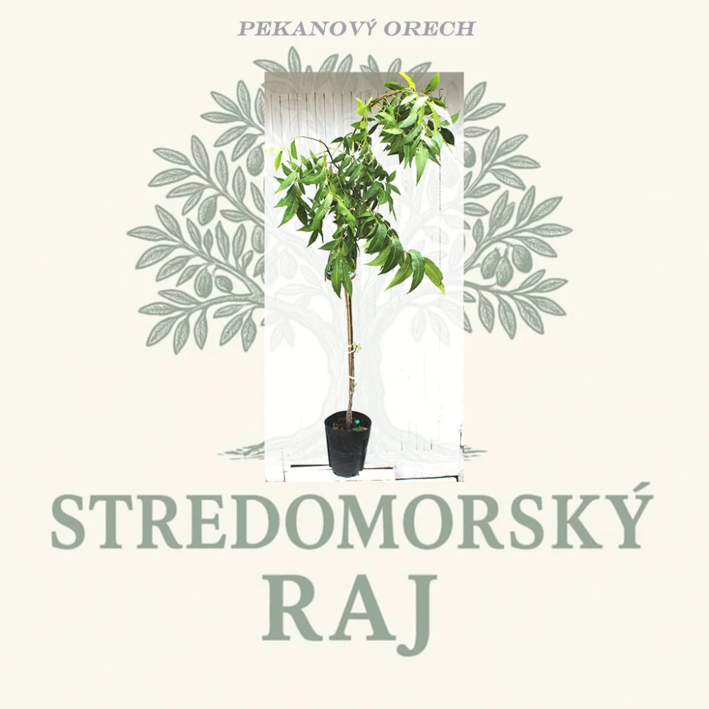 Pekanový orech Desirable