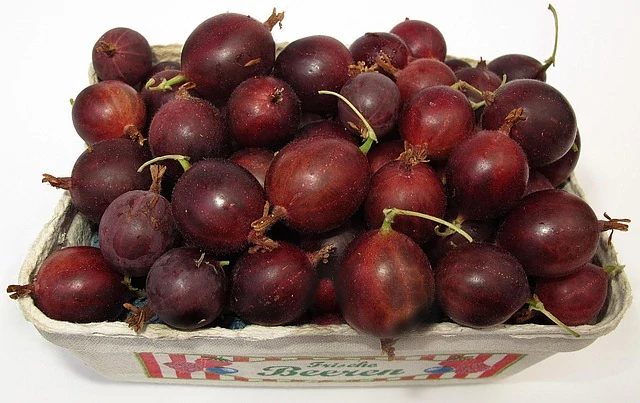 Červený egreš (Uva Spina Rossa)