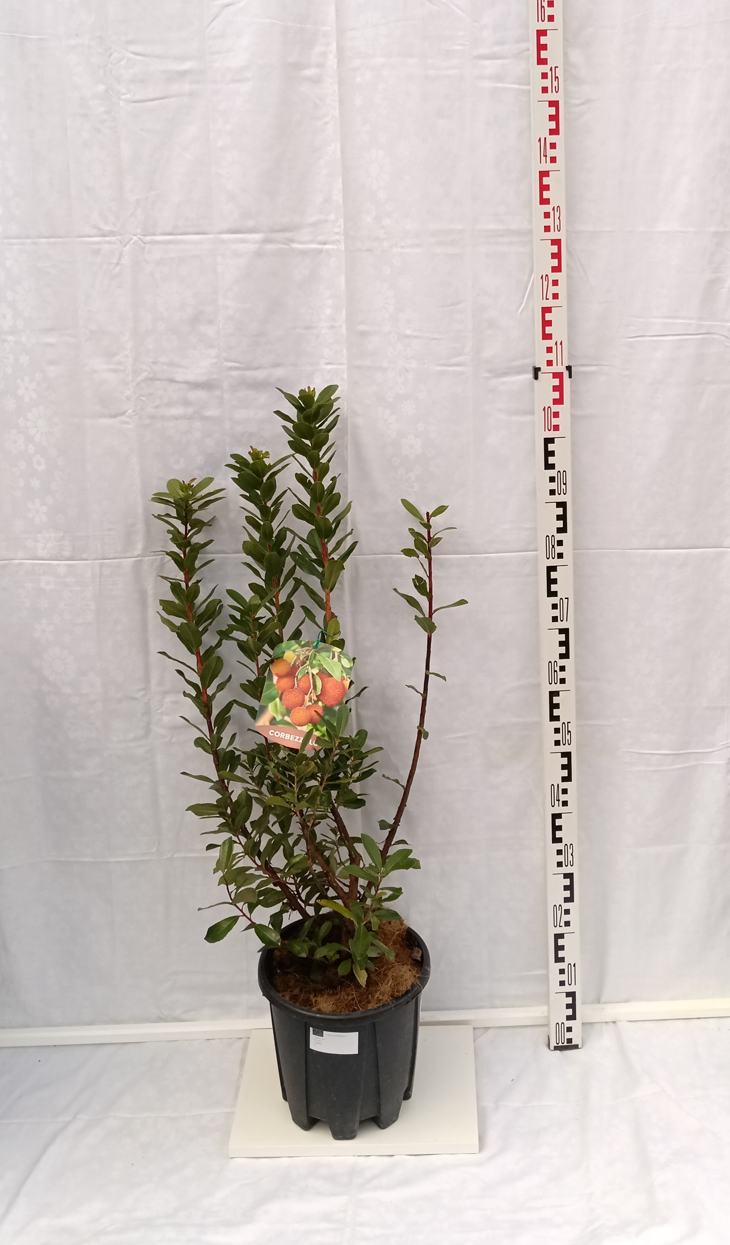 Jahodovec obyčajný (Arbutus unedo)