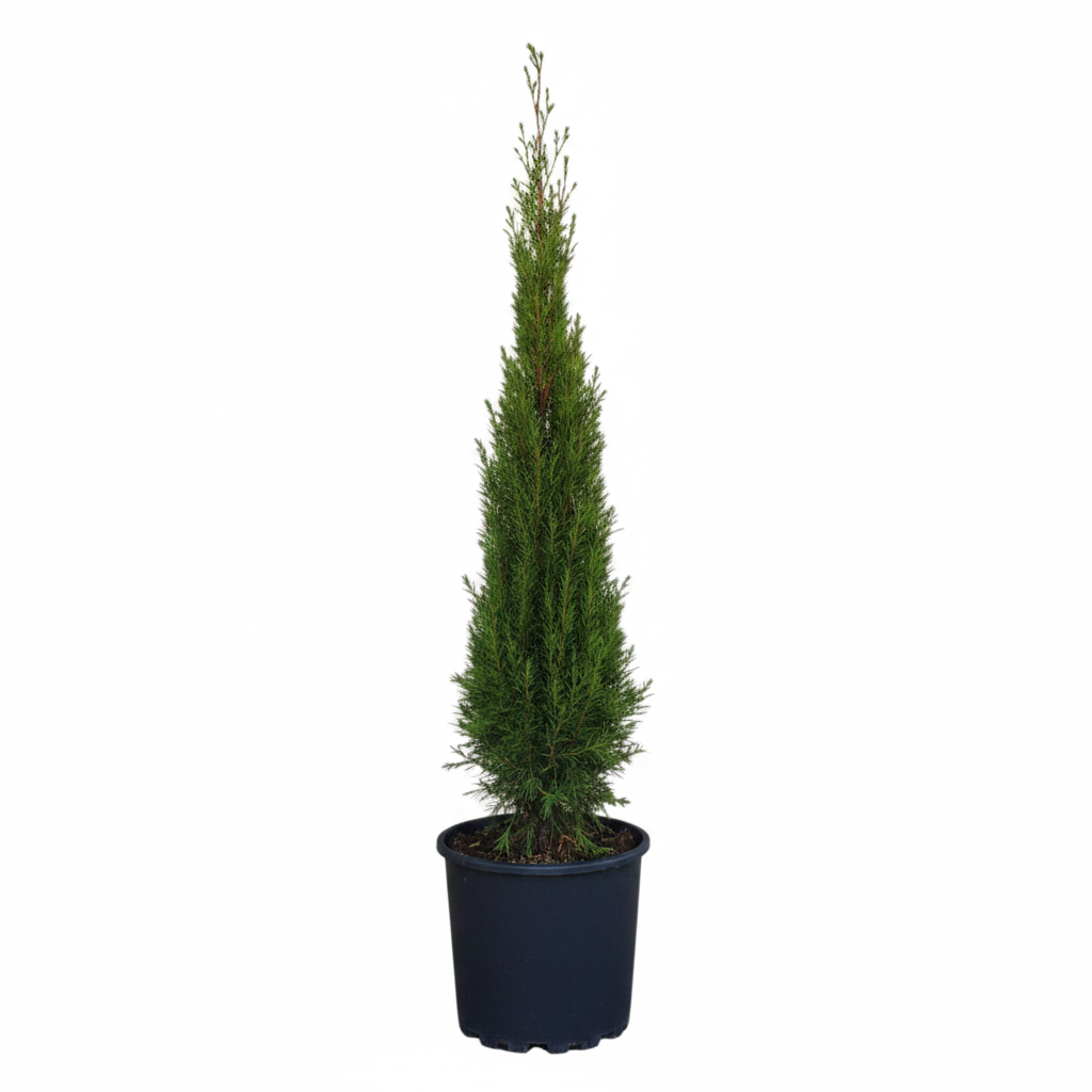 Cyprus sempervirens pyramidalis (toskánsky)