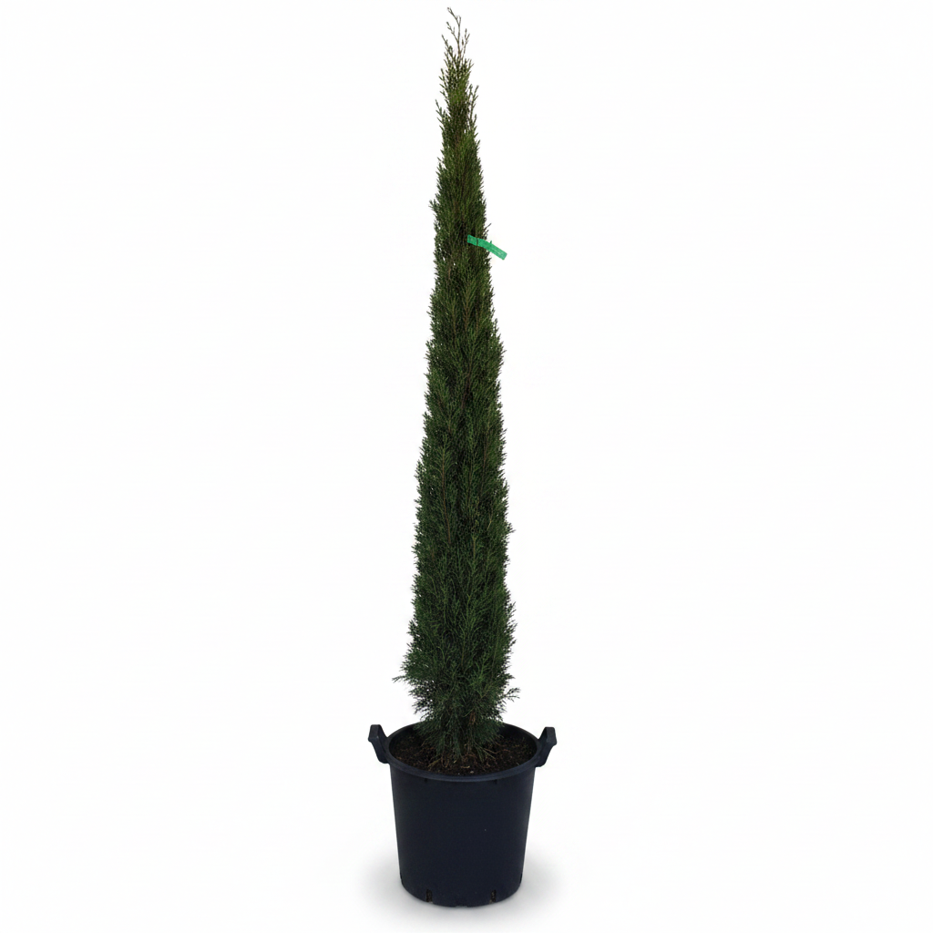 Cyprus sempervirens pyramidalis (toskánsky)