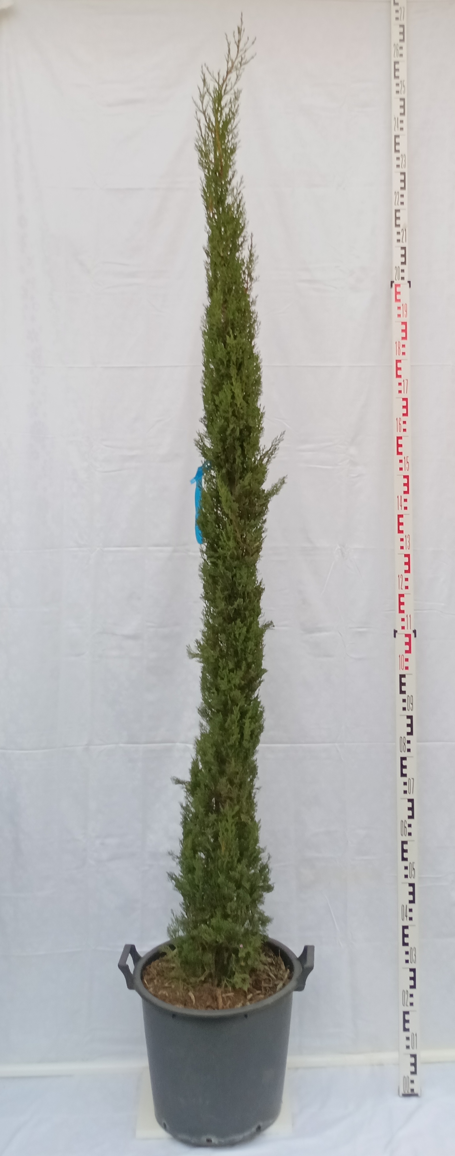 Cyprus sempervirens pyramidalis (toskánsky)