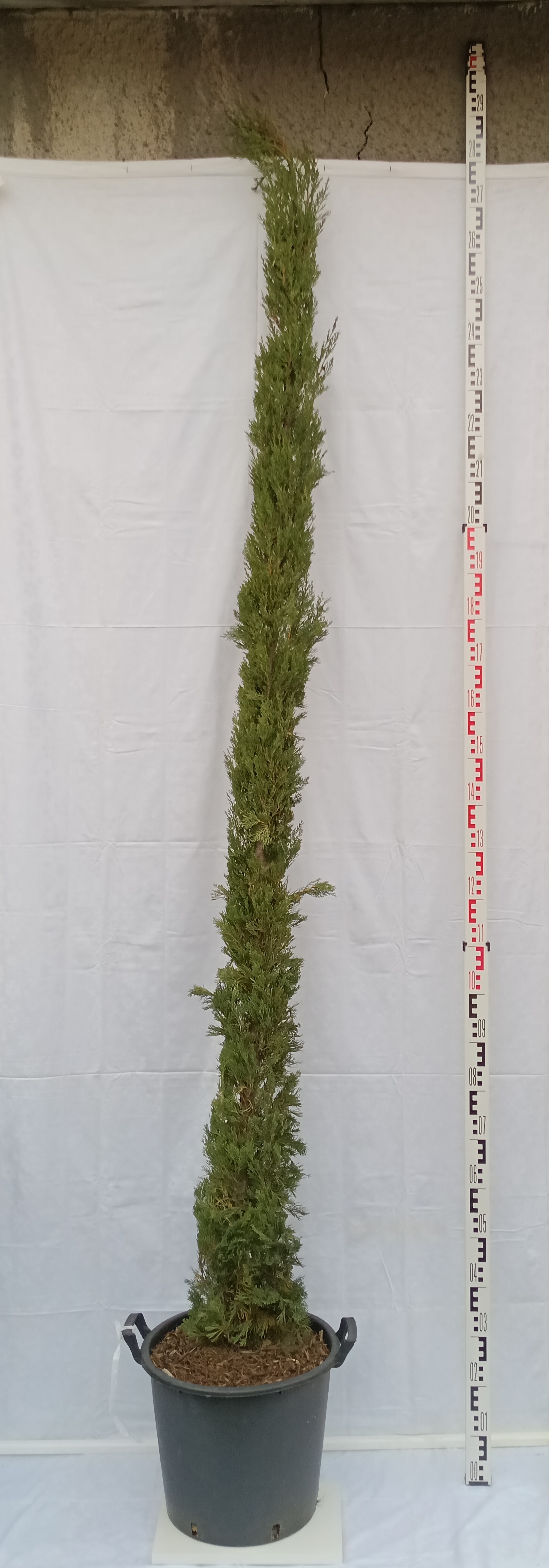 Cyprus sempervirens pyramidalis (toskánsky)