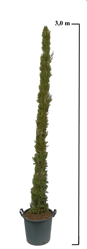 Cyprus sempervirens pyramidalis (toskánsky)