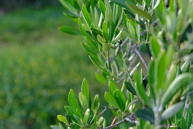 Olivovník Cipressino