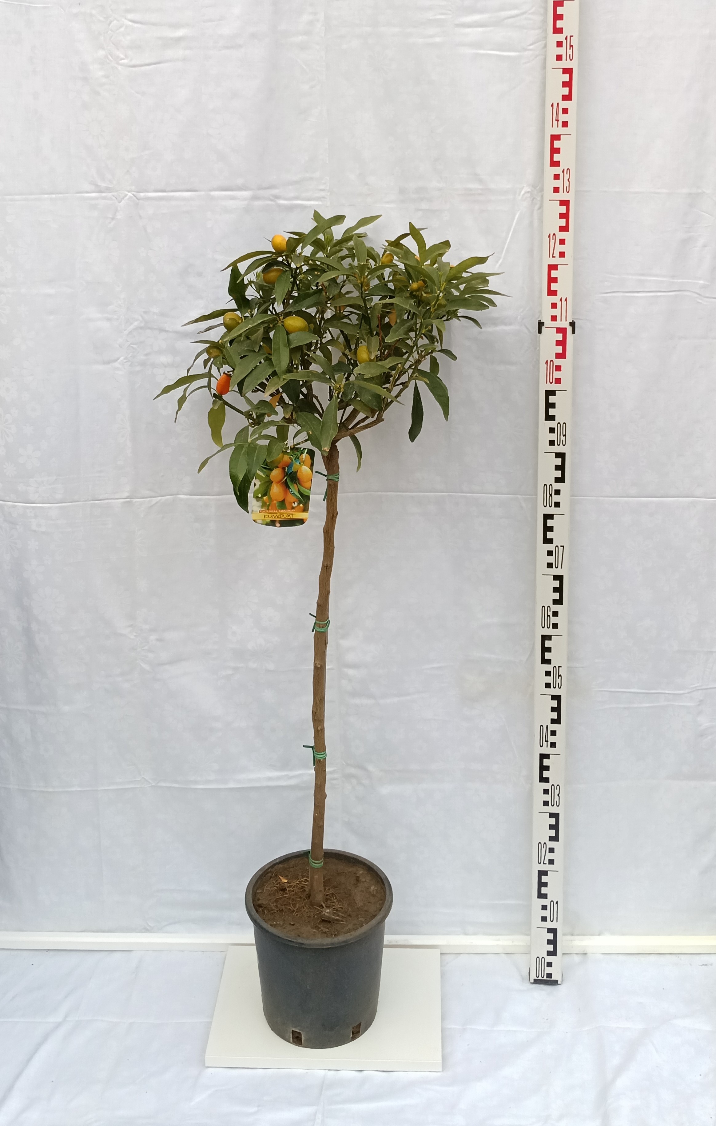 Kumquat