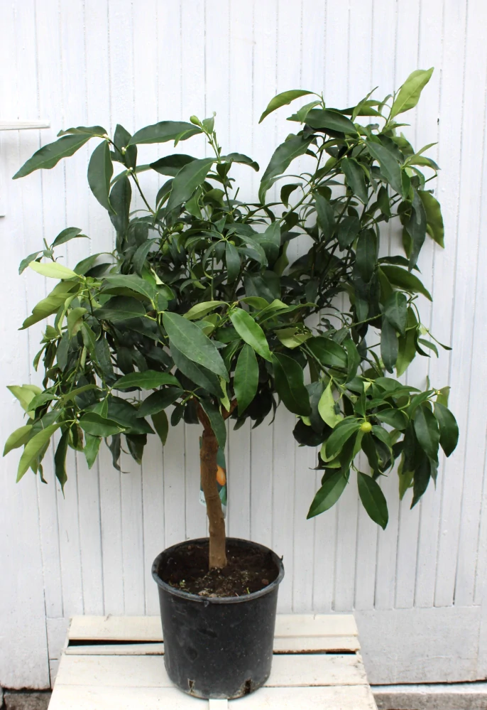 Kumquat