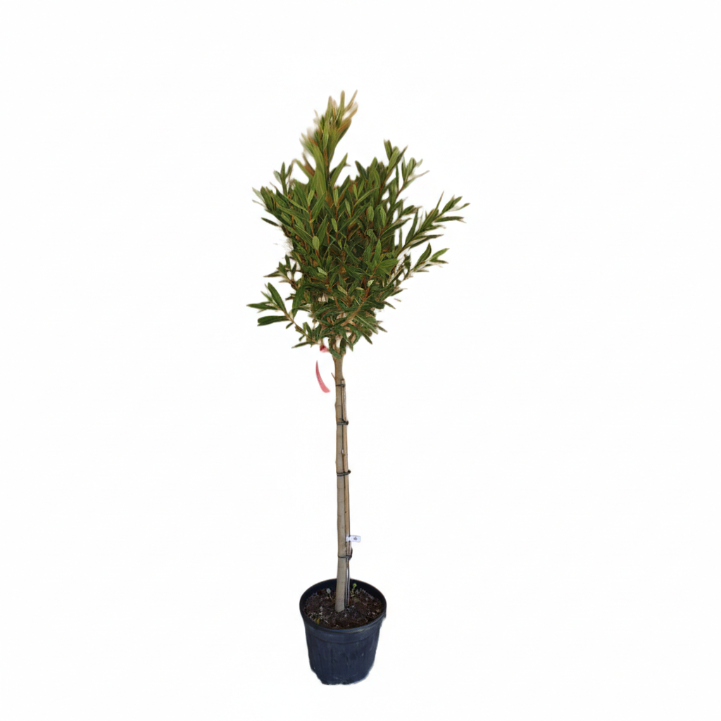 Oleander Nerium Rosso