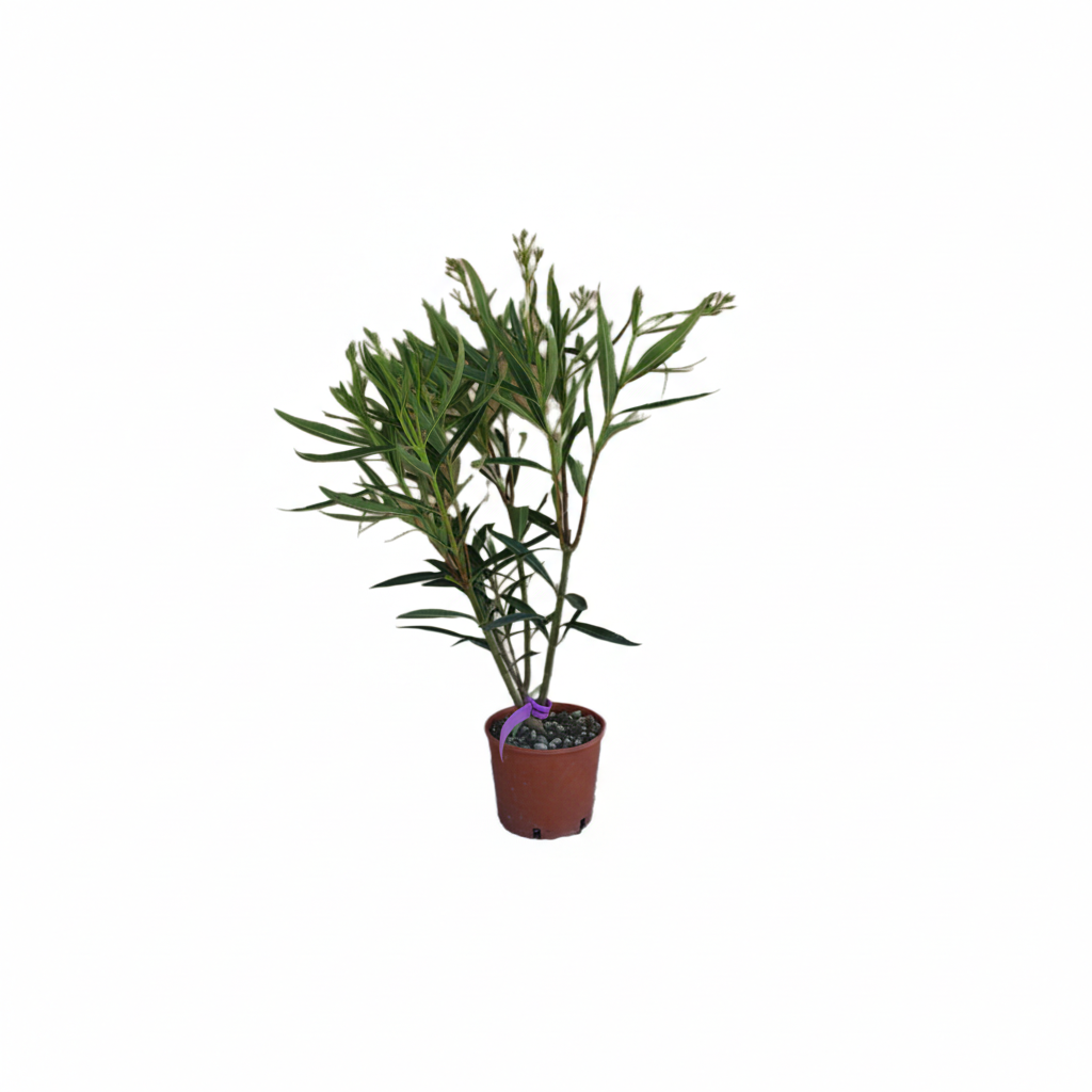 Oleander Nerium Rosso