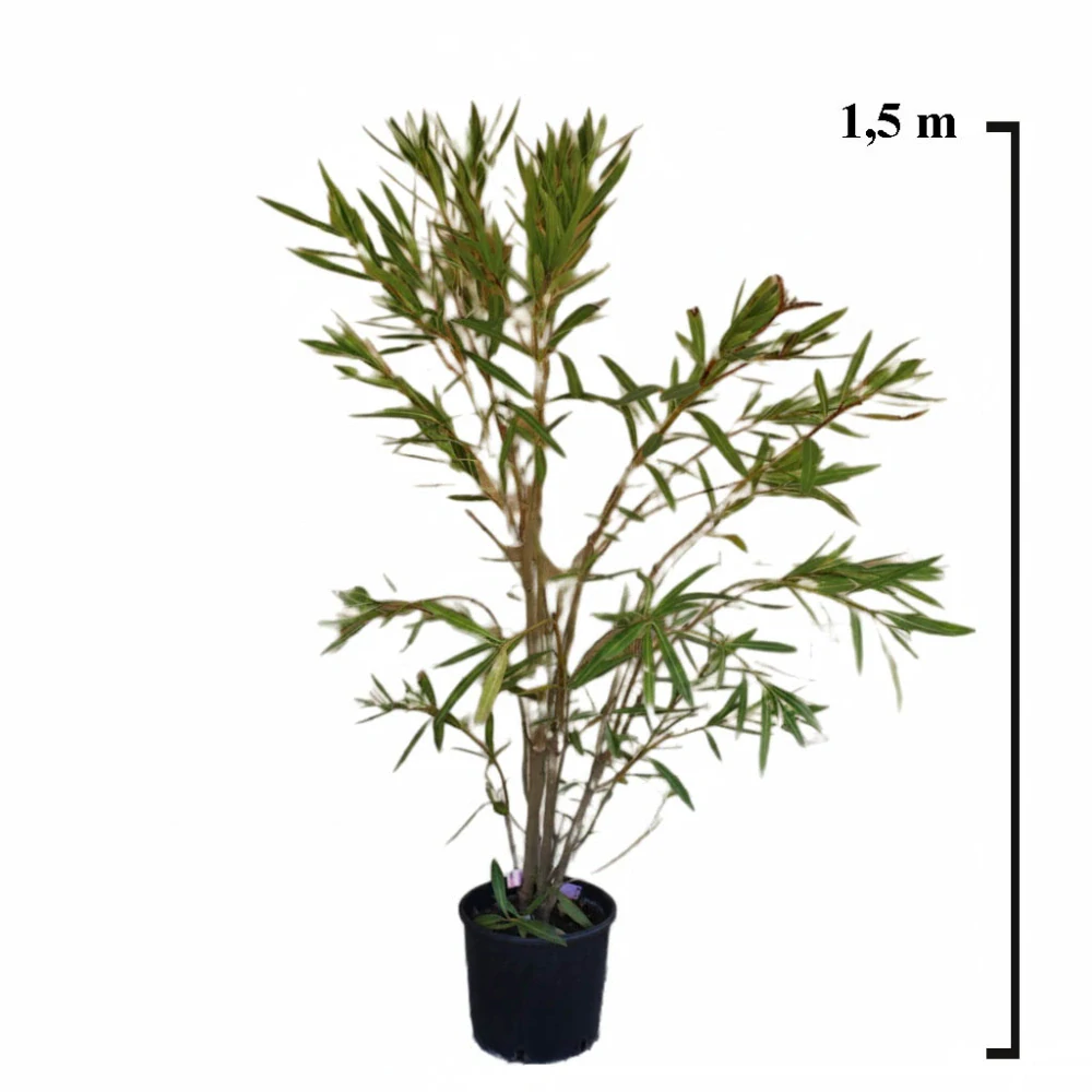 Oleander Nerium Rosso