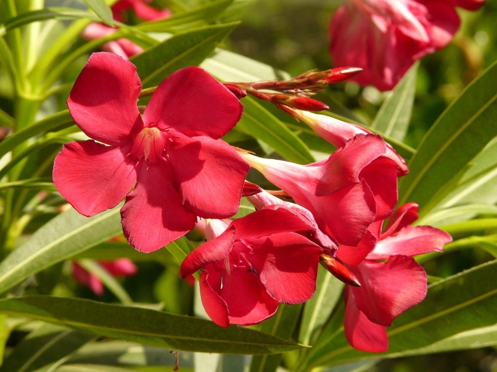 Oleander Nerium Rosso