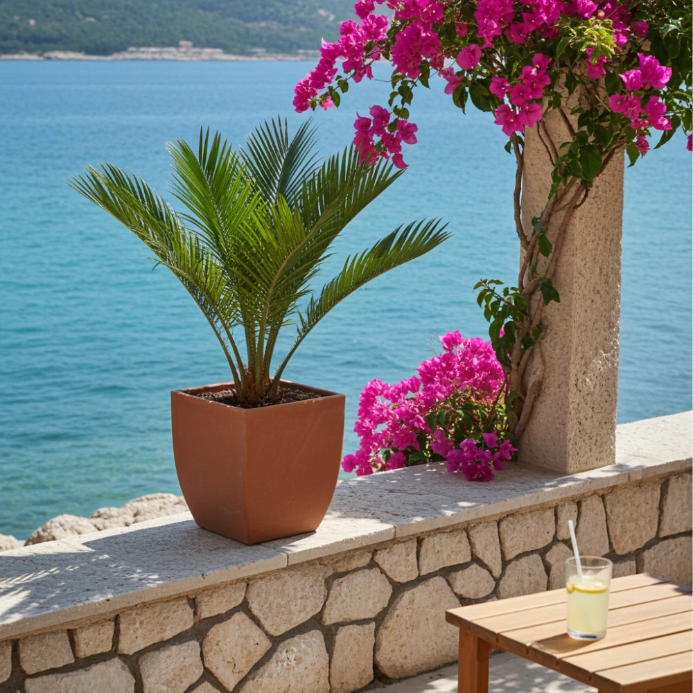 Cycas revoluta