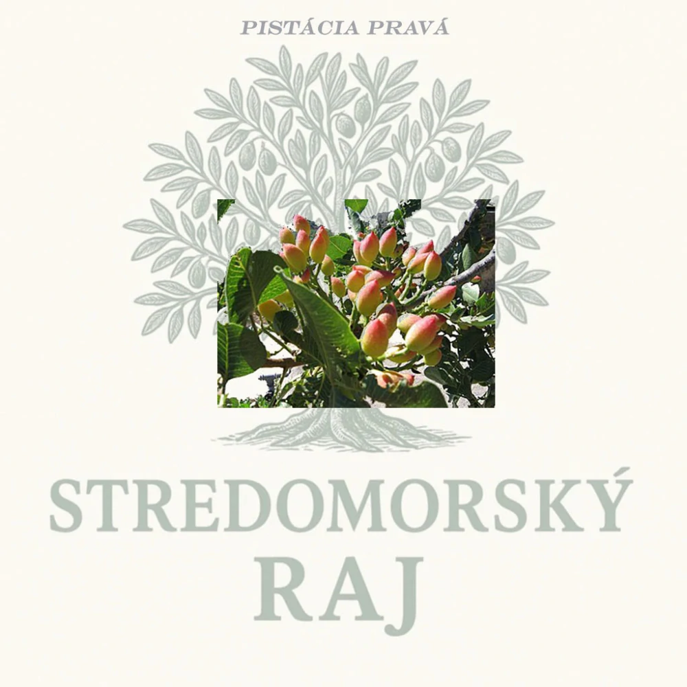 Pistácia (Pistácia Pravá) Napoletana Samica