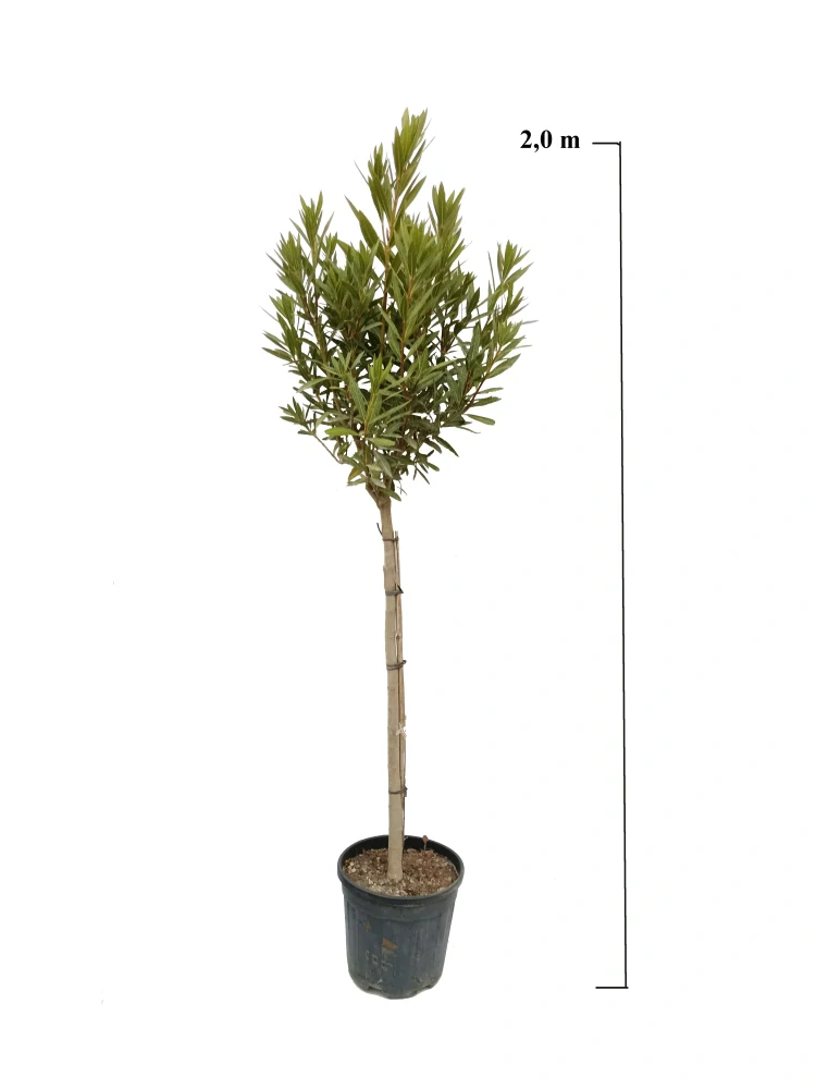 Oleander Nerium Bianco