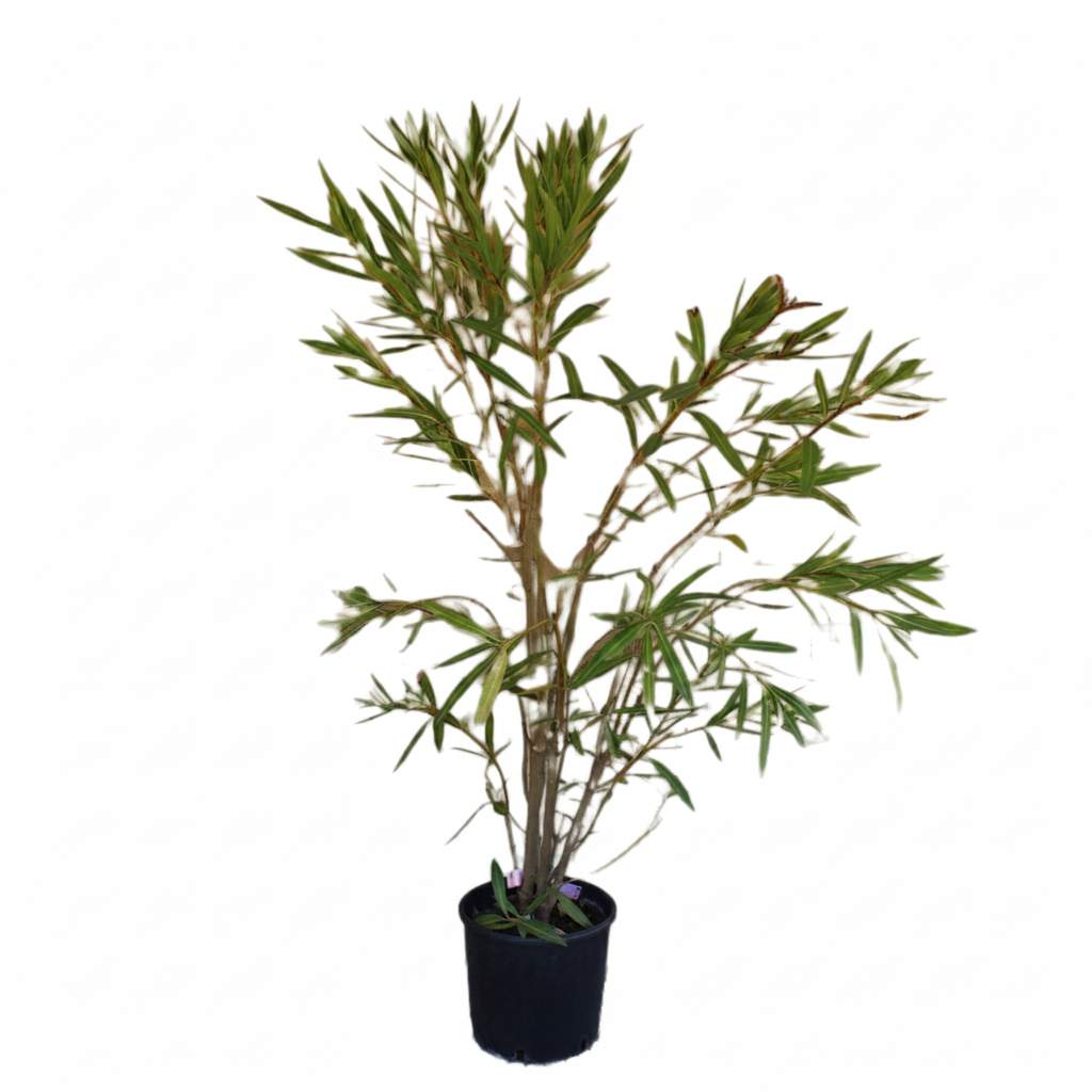Oleander Nerium Bianco