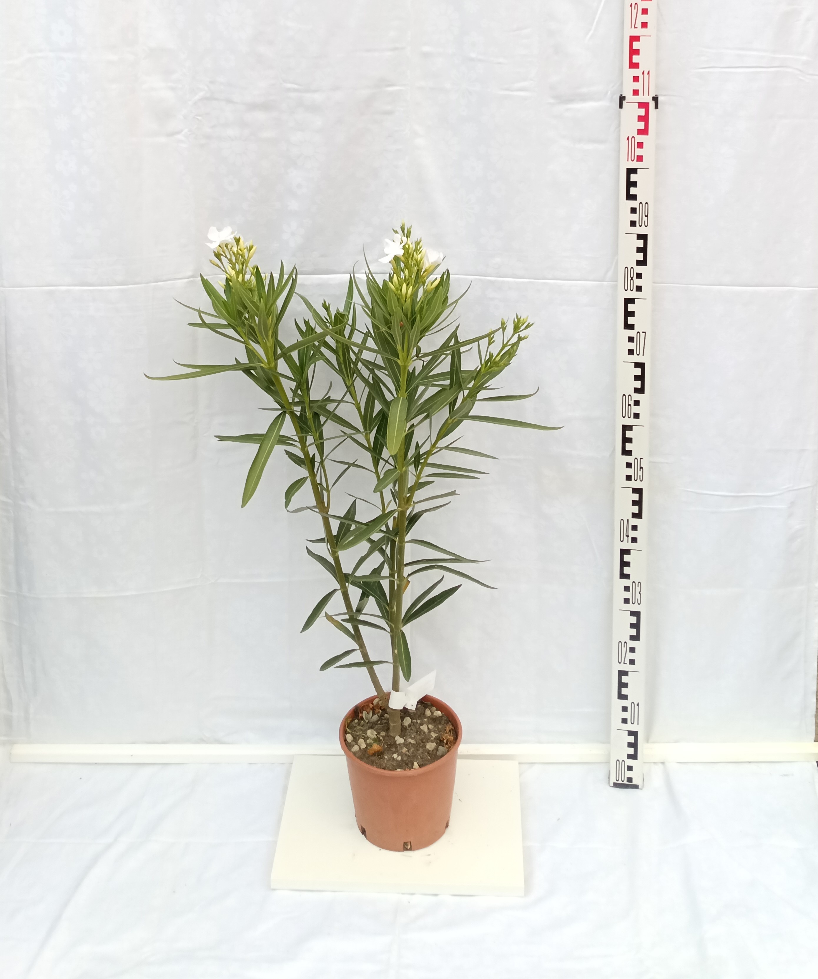 Oleander Nerium Bianco