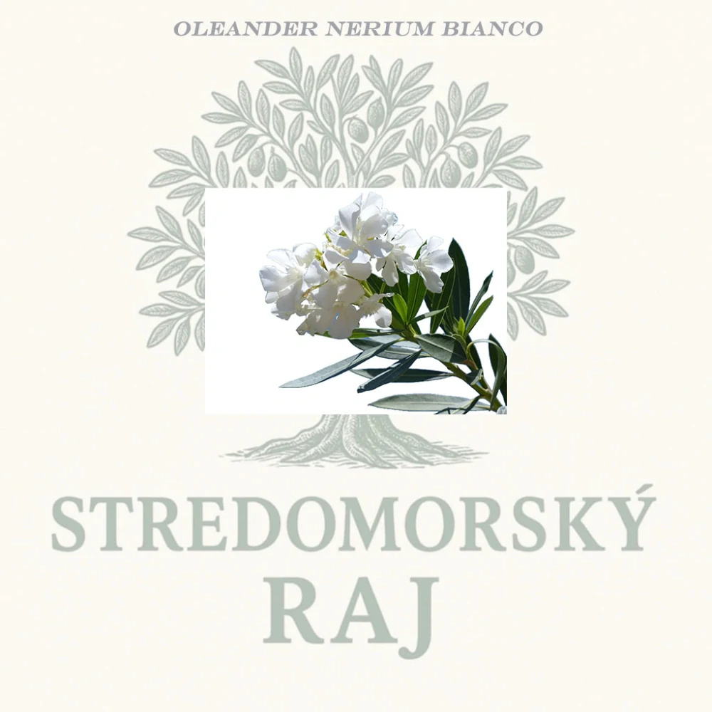 Oleander Nerium Bianco