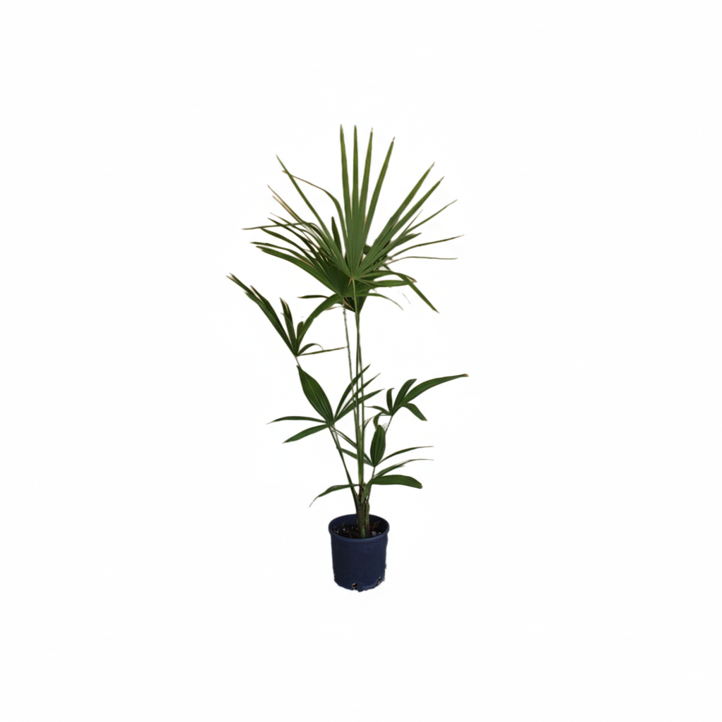 Čínska konopná palma (Chamaerops excelsa)