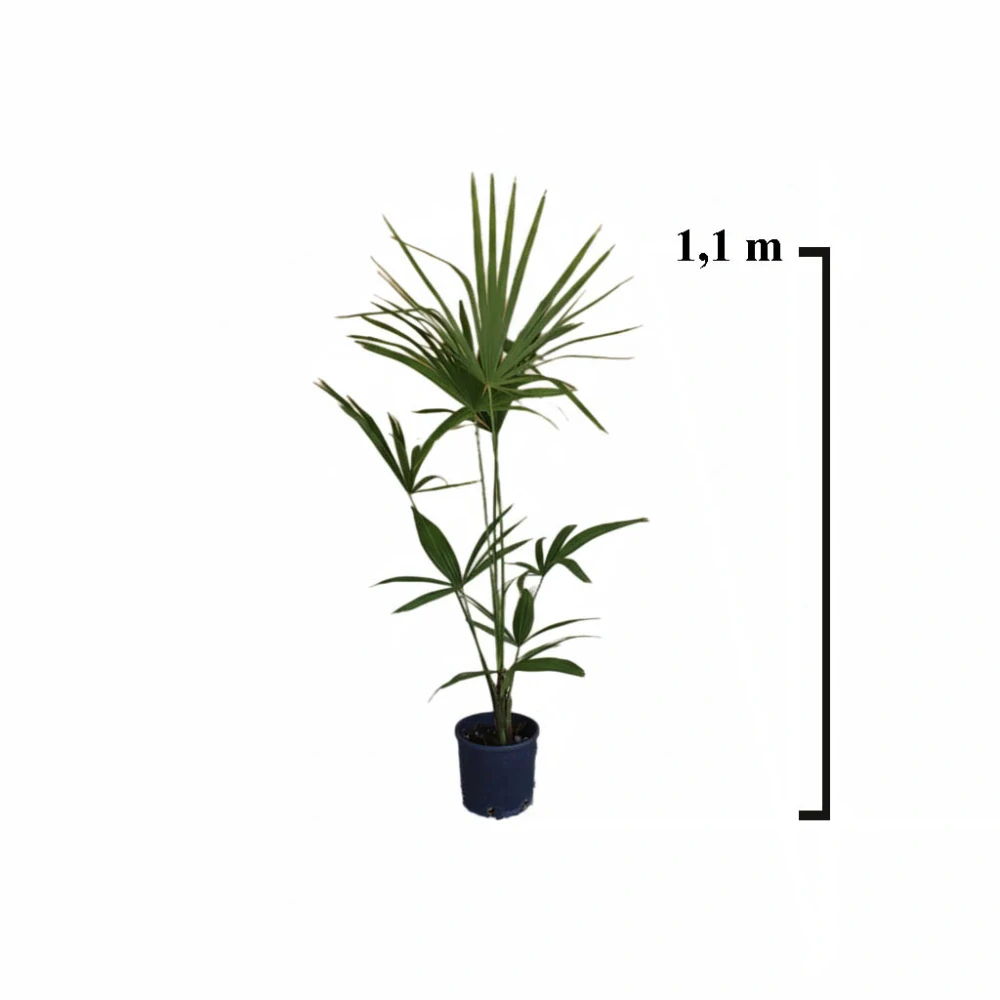 Čínska konopná palma (Chamaerops excelsa)