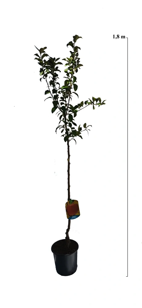 Jabloň Abbondanza Rossa