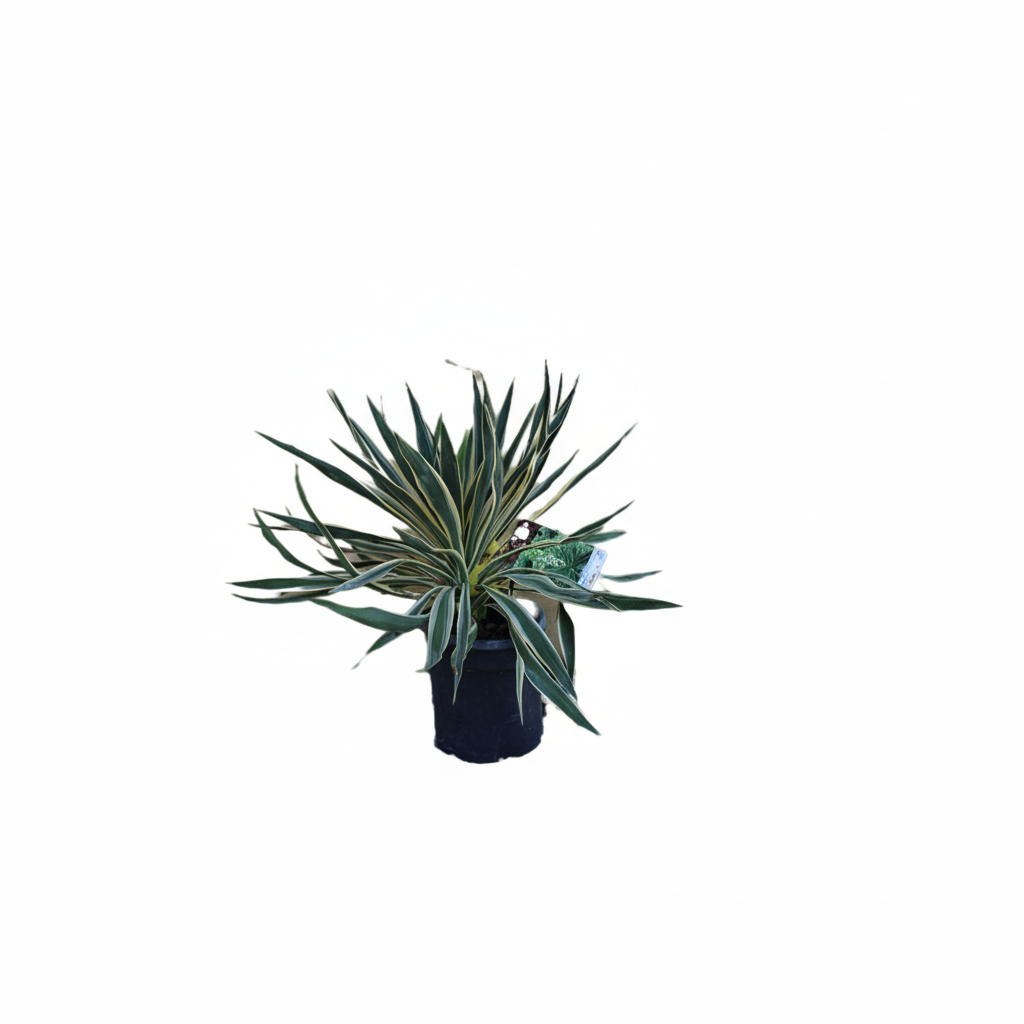Yucca gloriosa variegata