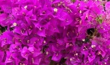 Bougainvillea fialová