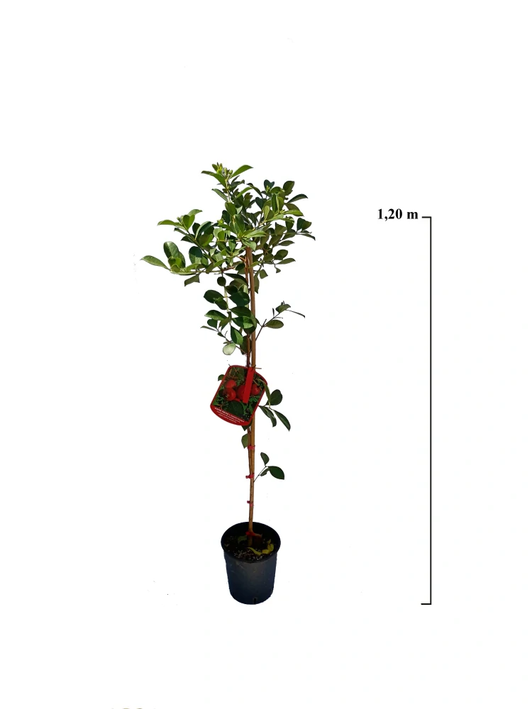 Guava červená