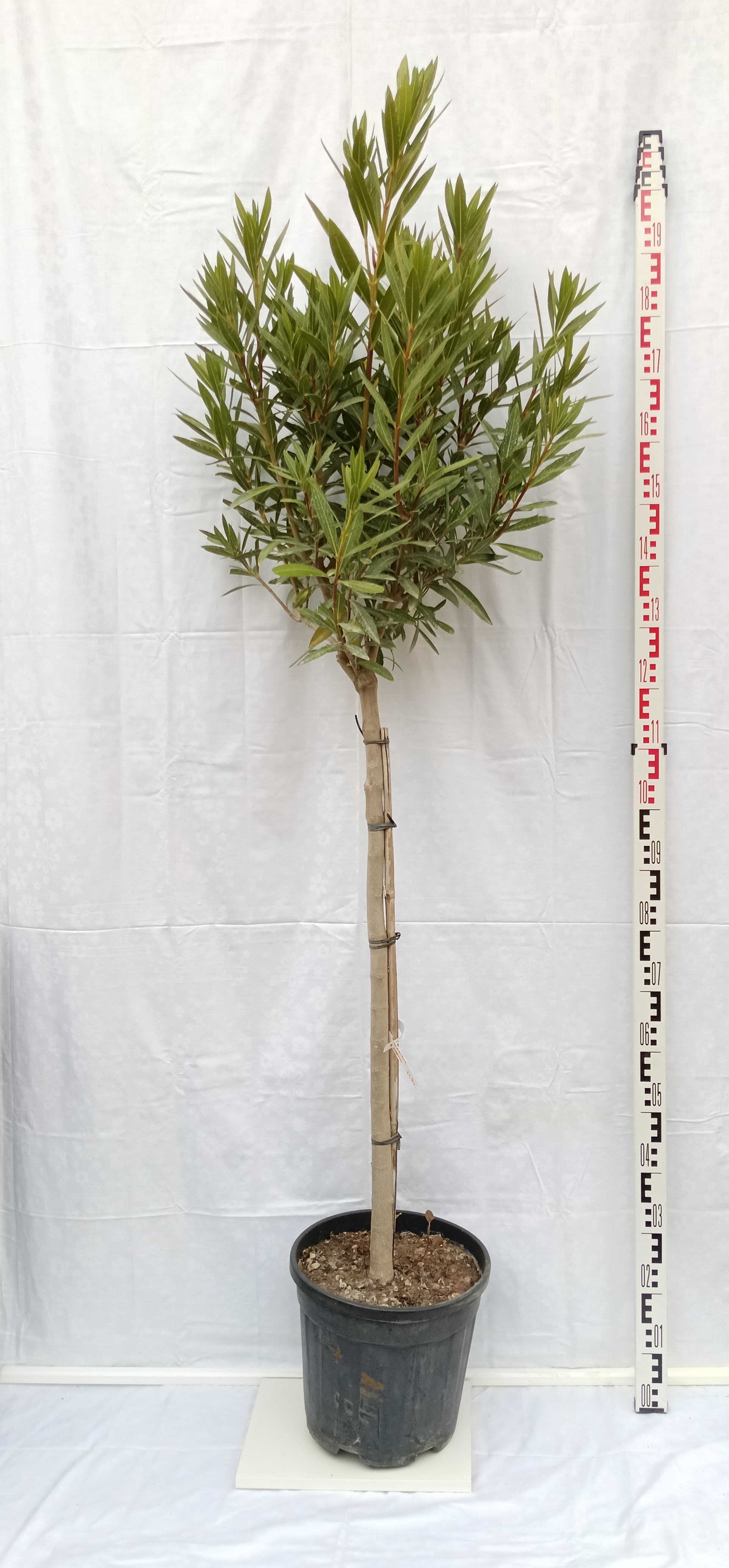 Oleander Nerium Rosa