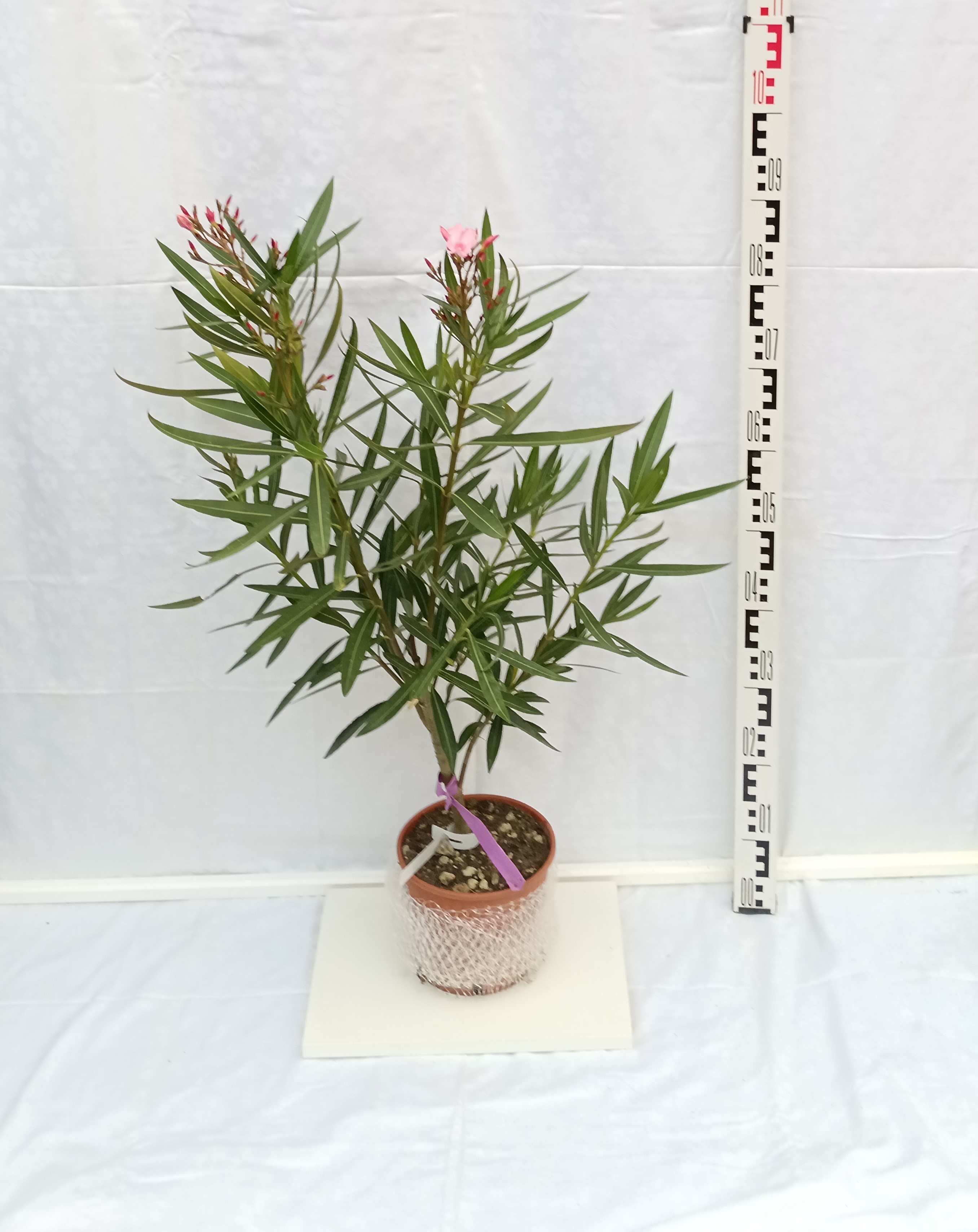 Oleander Nerium Rosa