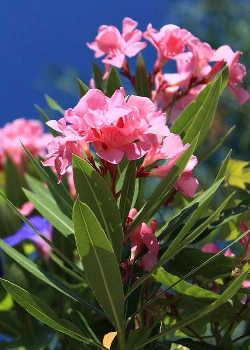 Oleander Nerium Rosa