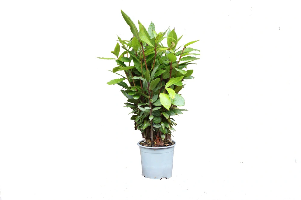 Vavrín pravý – bobkový list (Laurus nobilis)
