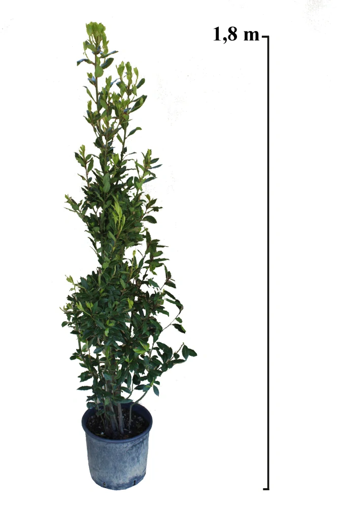 Vavrín pravý – bobkový list (Laurus nobilis)