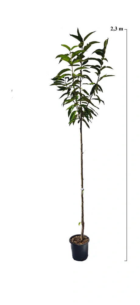 Jedlý gaštan Bouche de Betizac