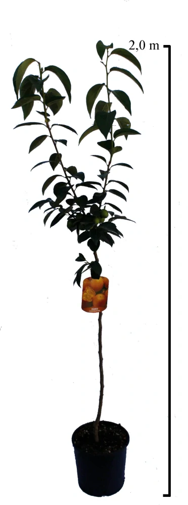 Hurmikaki Cioccolatino (4-ročné)