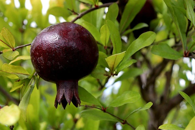Granátové jablko Nero da Giardino