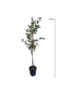 Guava žltá (Psidium)