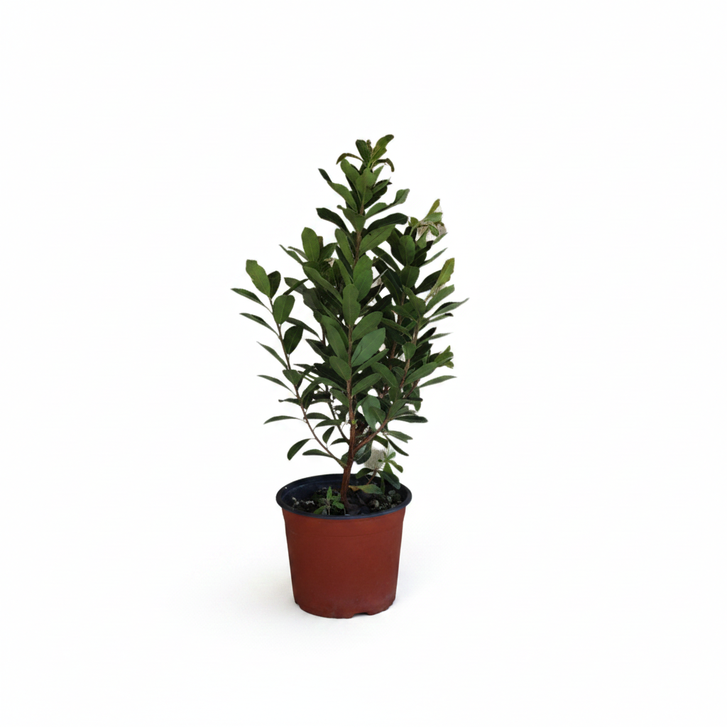 Jahodovec obyčajný (Arbutus unedo)