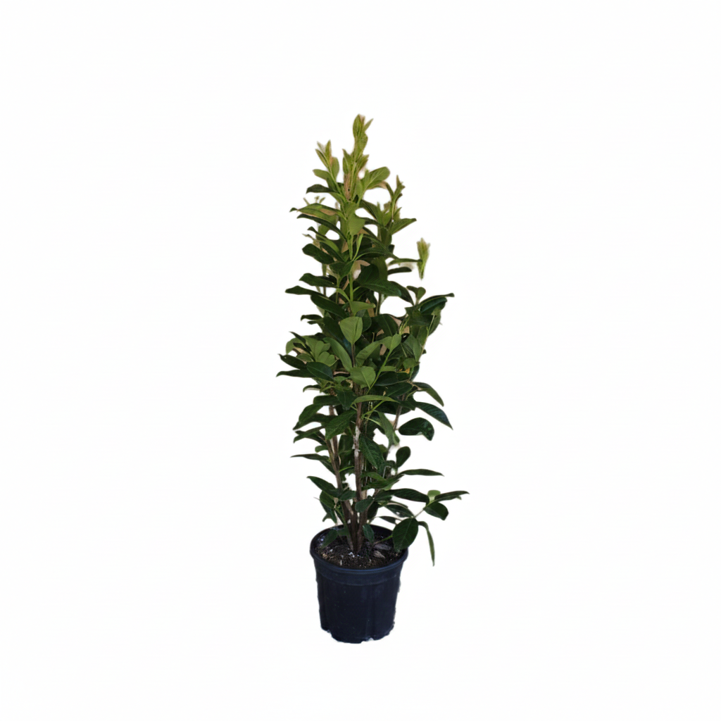 Vavrínovec lekársky Rotundifolia