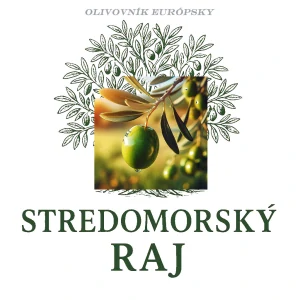 Olivovník Cipressino