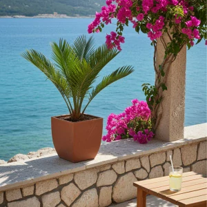 Cycas revoluta