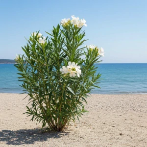 Oleander Nerium Bianco
