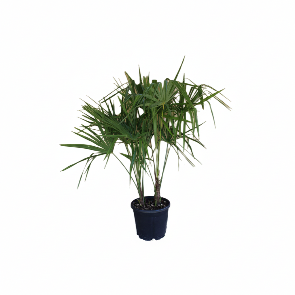 Čínska konopná palma (Chamaerops excelsa)