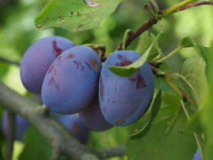 Slivka "Grossa di Felisio" 