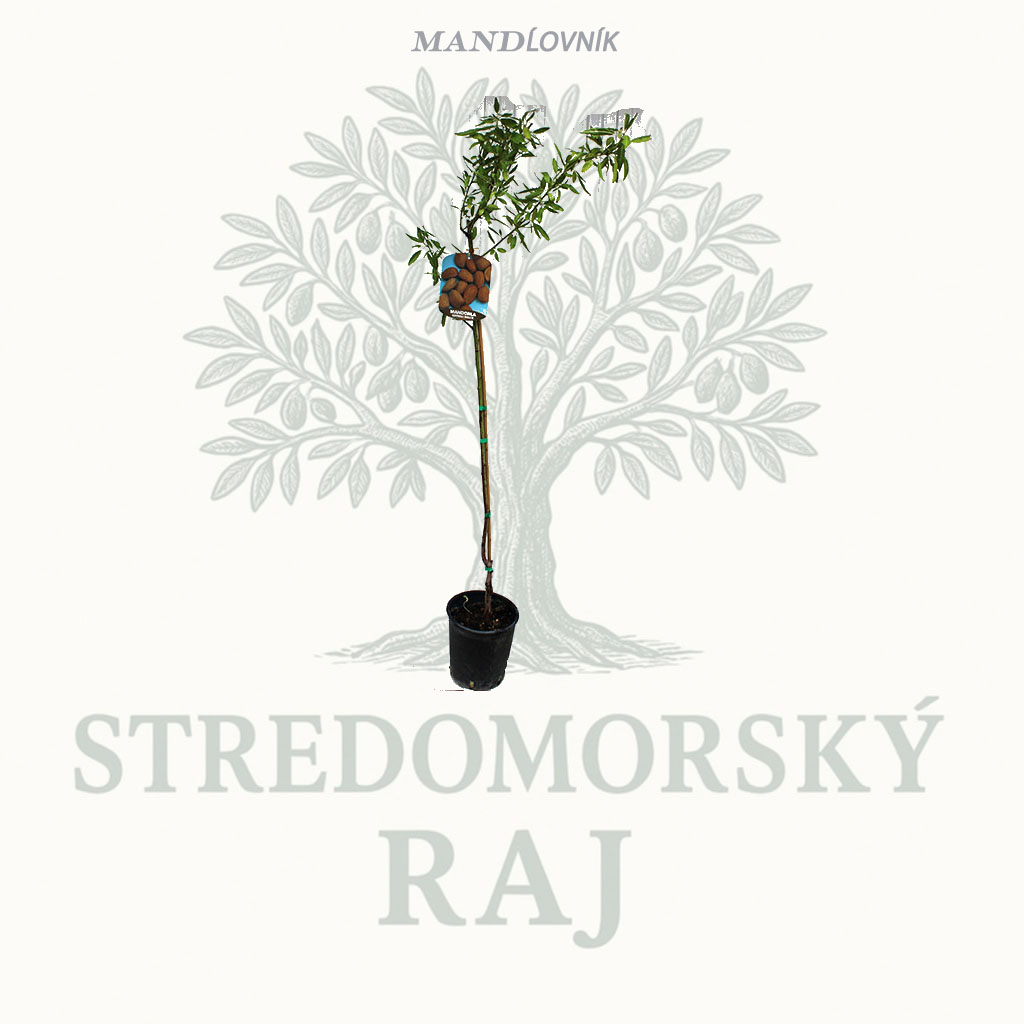 Mandľovník Tuono