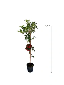 Guava červená 