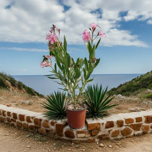 Oleander Nerium Rosa
