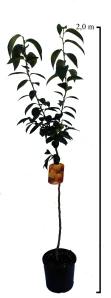 Hurmikaki Cioccolatino (4-ročné)