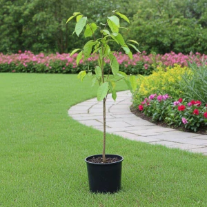 PawPaw Sunflower (Asimina triloba)