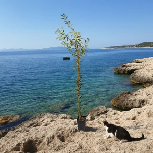 Olivovník Canino